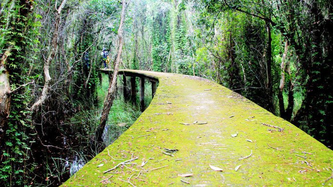 Hay những con đường xanh rêu Hay những con đường xanh rêu